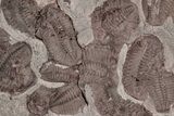 Ordovician Trilobite Mortality Plate (Pos/Neg) - Morocco #191315-3